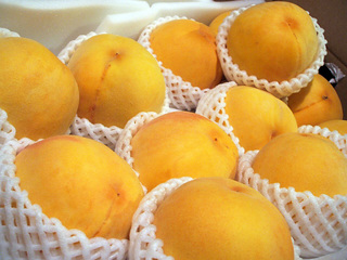 golden peach_1.JPG