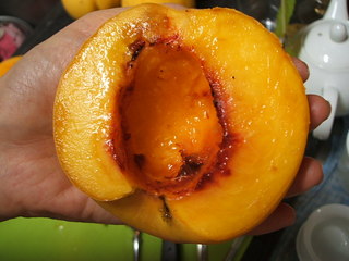 golden peach_5.JPG