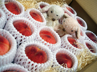 white peach_2013.JPG